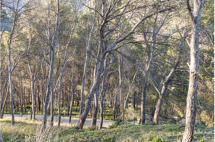The beautiful pine trees in the
