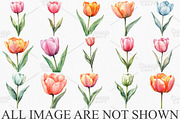 Watercolor Spring Tulips Clipart PNG, an Illustration by Canvas Craft (Thumbnail 3 of 7)