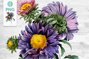 Flowers Aster Purple Clipart Vintage