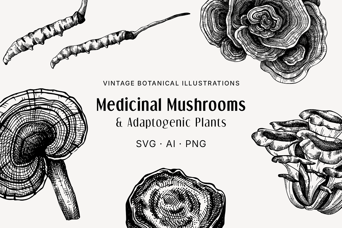 BUNDLE - Herbal Medicine Vectors, a Healthcare Illustration by Yevheniia (Photo 4 of 5)