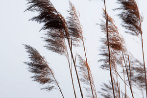 Reed Silhouettes in the Wind, a Nature Photo by Virgo Studio