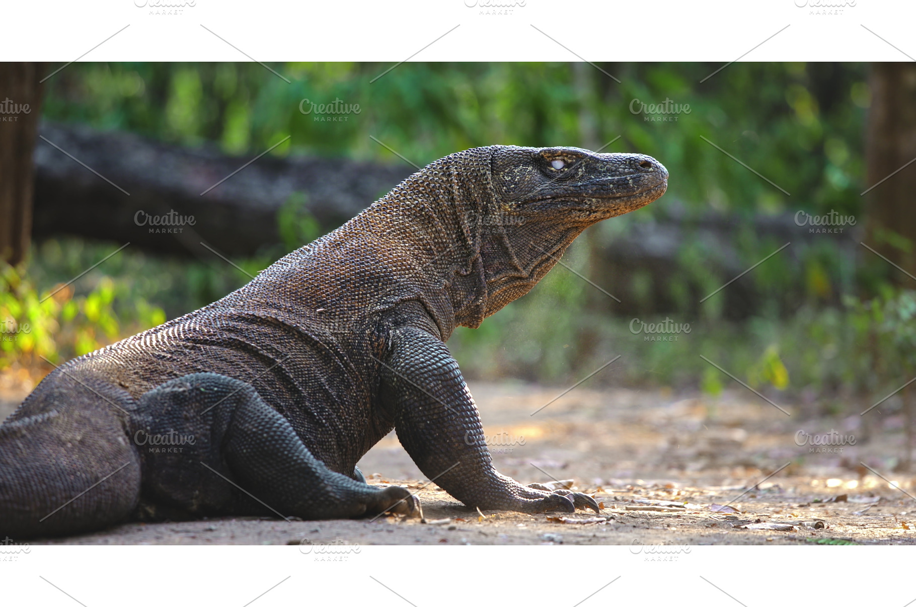 Komodo dragon resting in the, an Animal Photo by Goinyk