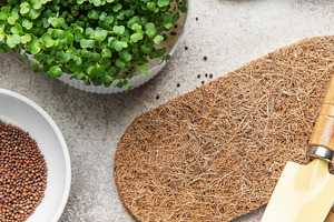 Starting microgreens garden using coco coir mats, a Food & Drink Photo by Olena Rudo