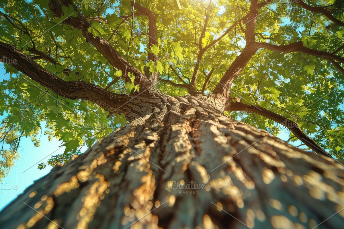 98 Trees view from below, a Nature Photo by Handmadefont (Photo 95 of 98)
