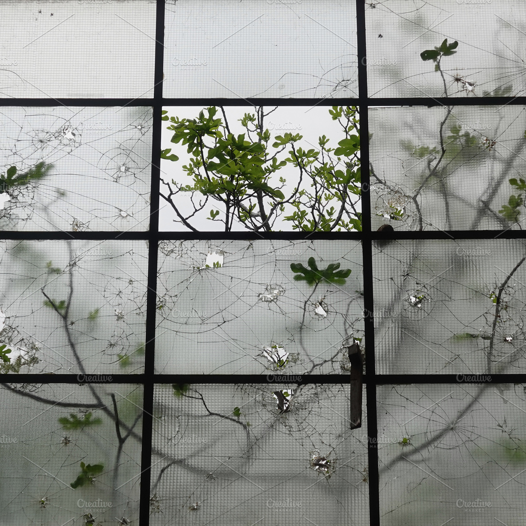 Smashed Windows Broken Glass Tree, an Architecture Photo by sirylok