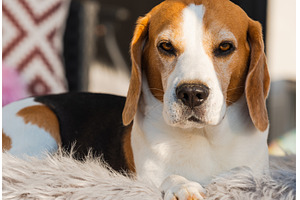 Tricolor beagle lying relaxed on, an Animal Photo by MadPhotos