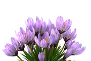 Crocus violet, an Environmental 3D Model by AndrewWhite (Thumbnail 8 of 9)