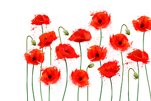 Red Poppy Flowers Background. Vector