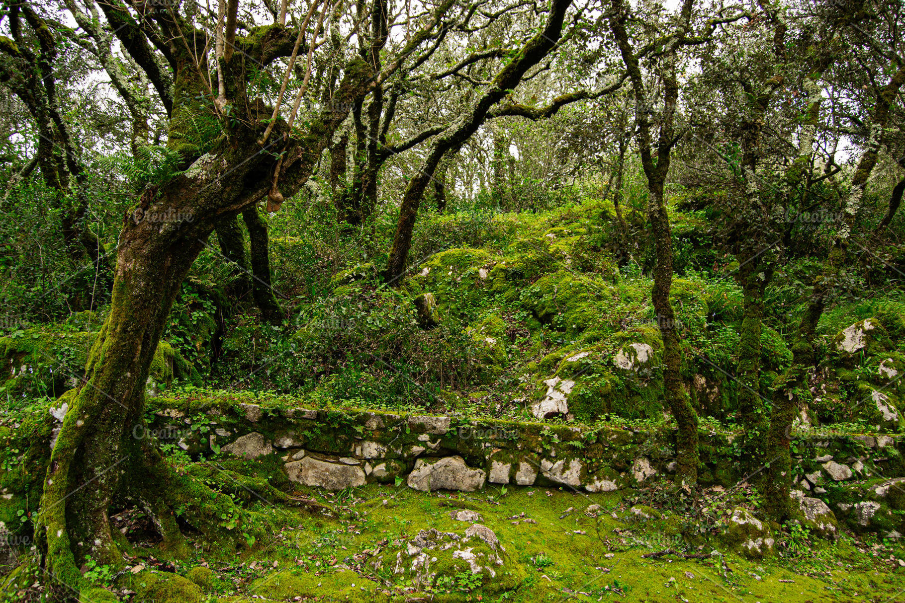 Lush green mossy forest landscape in Fatima, Portugal with stone lined paths, a Photo by AS photostudio