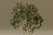 The Black Board Tree, a Plants & Tree 3D Model by FuturePastCreatives (Thumbnail 3 of 6)