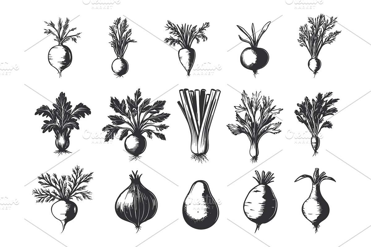 Vegetables Celery Potatoes Fennel, a Food Illustration by LadadikArt