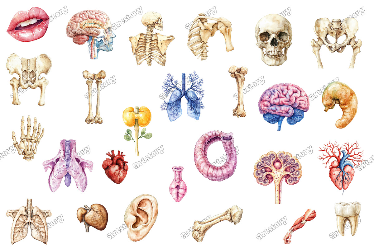 Antique Anatomy Overlays Set 2, an Illustration by designcity5 (Photo 3 of 3)