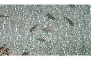 Sharks swimming underwater in clear, a Nature Photo by Goinyk