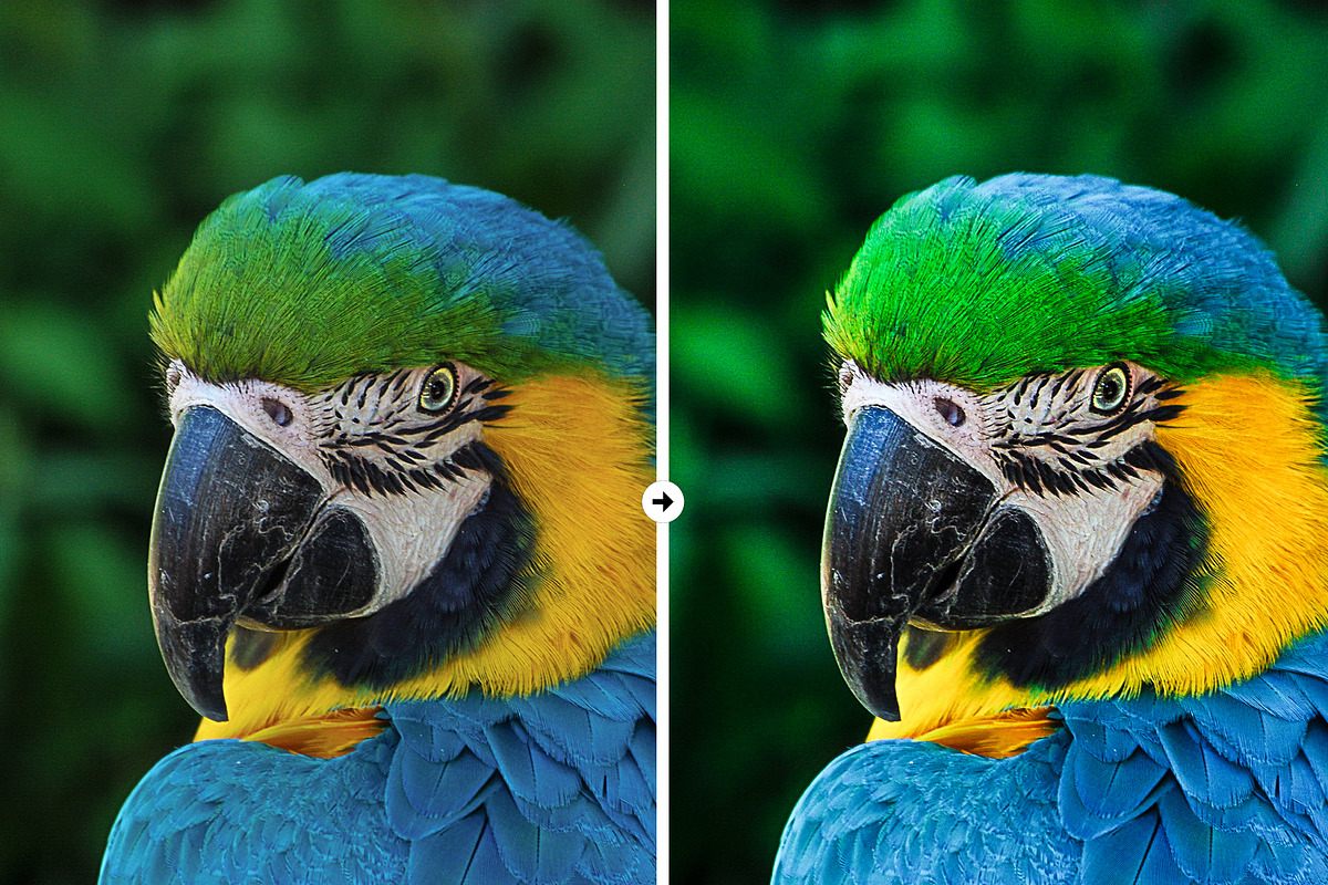 3 Macro Pop Detail LR & PS Presets, an Action Add-On by M E G A S E T S (Photo 5 of 6)