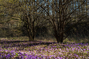 Violet Crocus heuffelianus (Crocus vernus) flowers in spring for