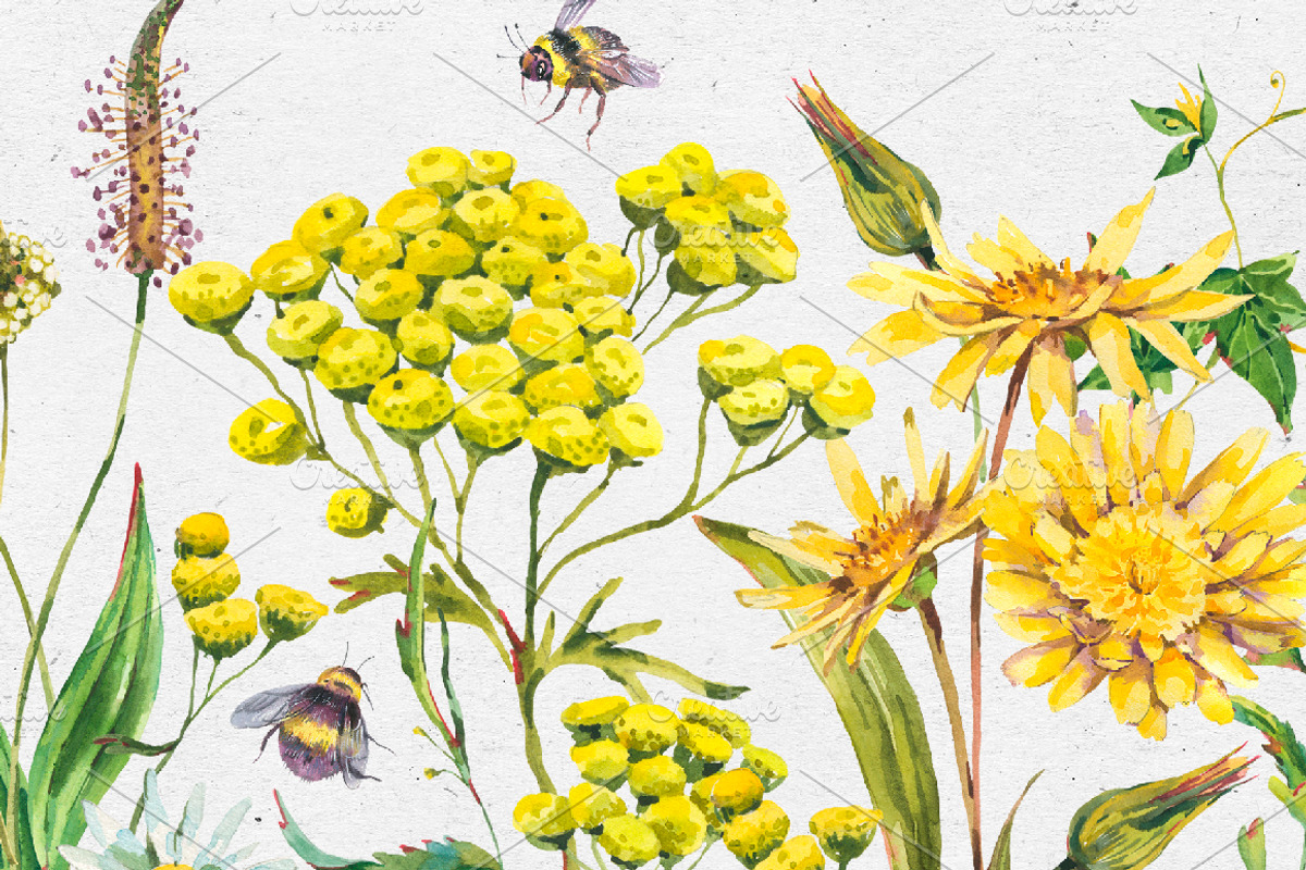 Watercolor meadow herbs&flowers, an Illustration by Depiano (Photo 10 of 19)