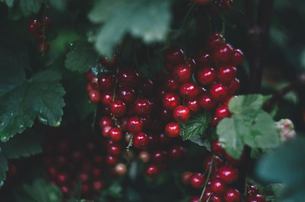 currant, ribes, red currant