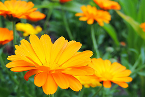 Calendula marigold flowers stock photo containing closeup and sunlight