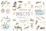 Watercolor Life Cycle Bundle 2, an Education Illustration by MayaNavits (Thumbnail 6 of 14)