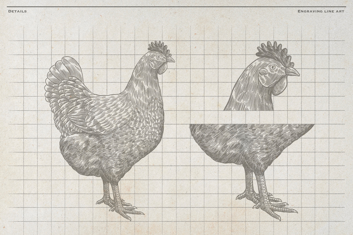 Vintage Poultry Farm Animal Set, an Animal Illustration by Kusumaillustration (Photo 4 of 11)