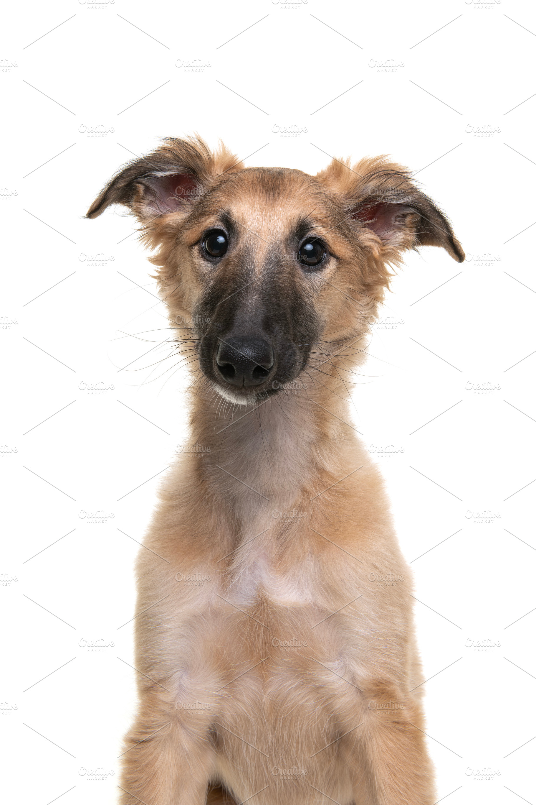 Portrait of a cute silken windsprite, a Photo by Elles Rijsdijk