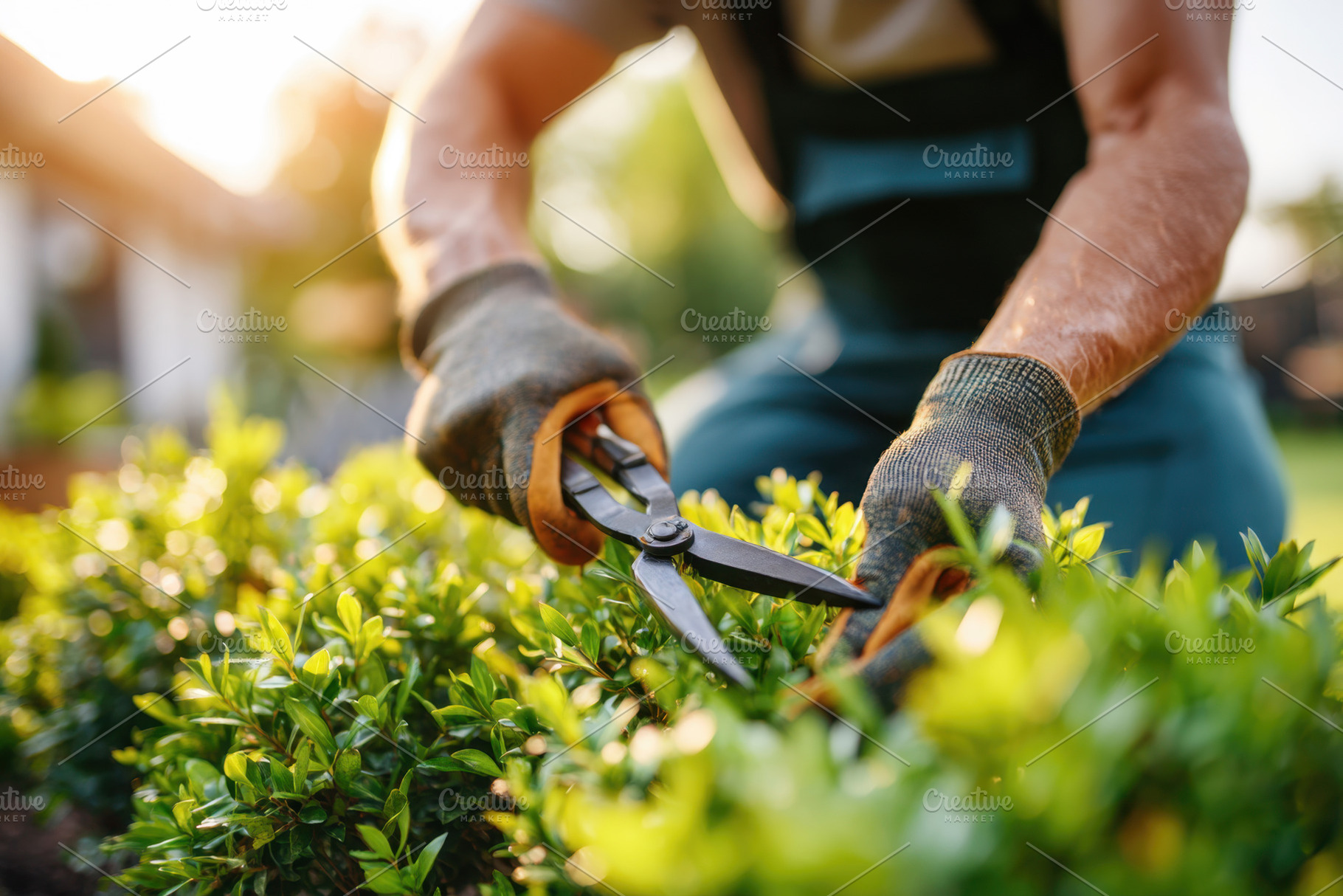 Gardener trimming a bush in a lush garden, a Nature Photo by AlyaAnd
