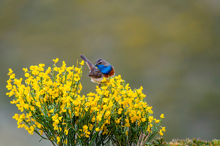 Male bluethroat singing perched on a heathland.