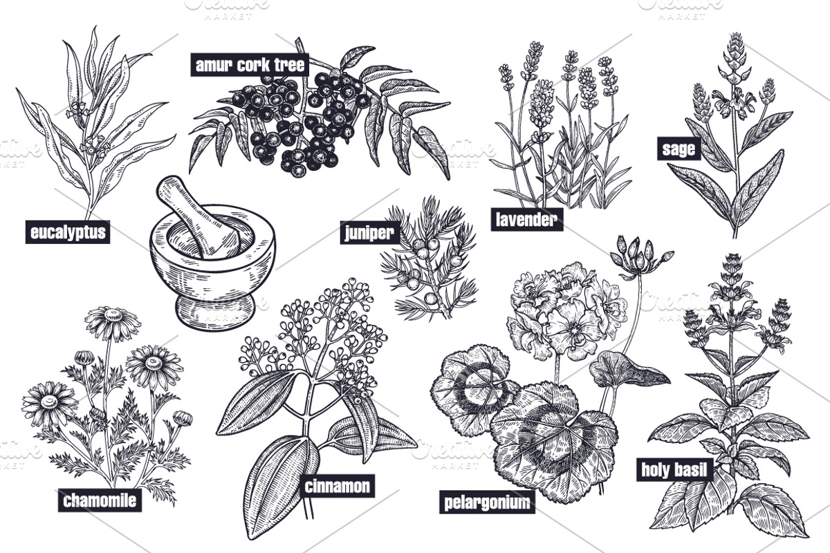 Medical plants. Big set., an Object Graphic by MarinaVorontsova (Photo 2 of 11)