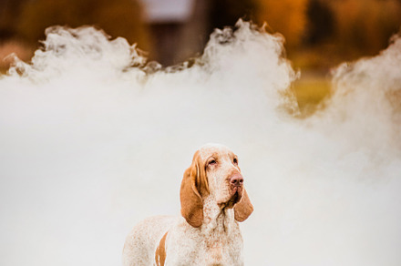 Beautiful bracco italiano pointer stock photo containing italiano and bracco, an Animal Photo by olgakhazai