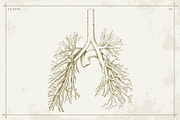 100+ Vintage Anatomy Vectors, a Healthcare Illustration by Shizzle Stock (Thumbnail 16 of 20)