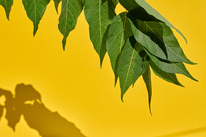 Fresh green leaves on a bright yellow background with shadow., a Background Photo by ndanko