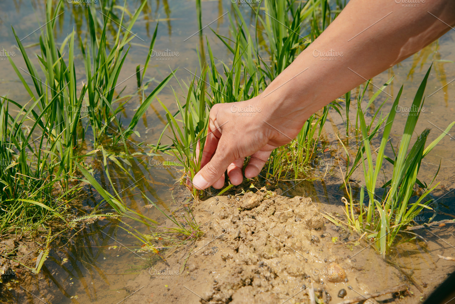 grasps a rice plant in a rice field in Ebro Delta, a Photo by Nito