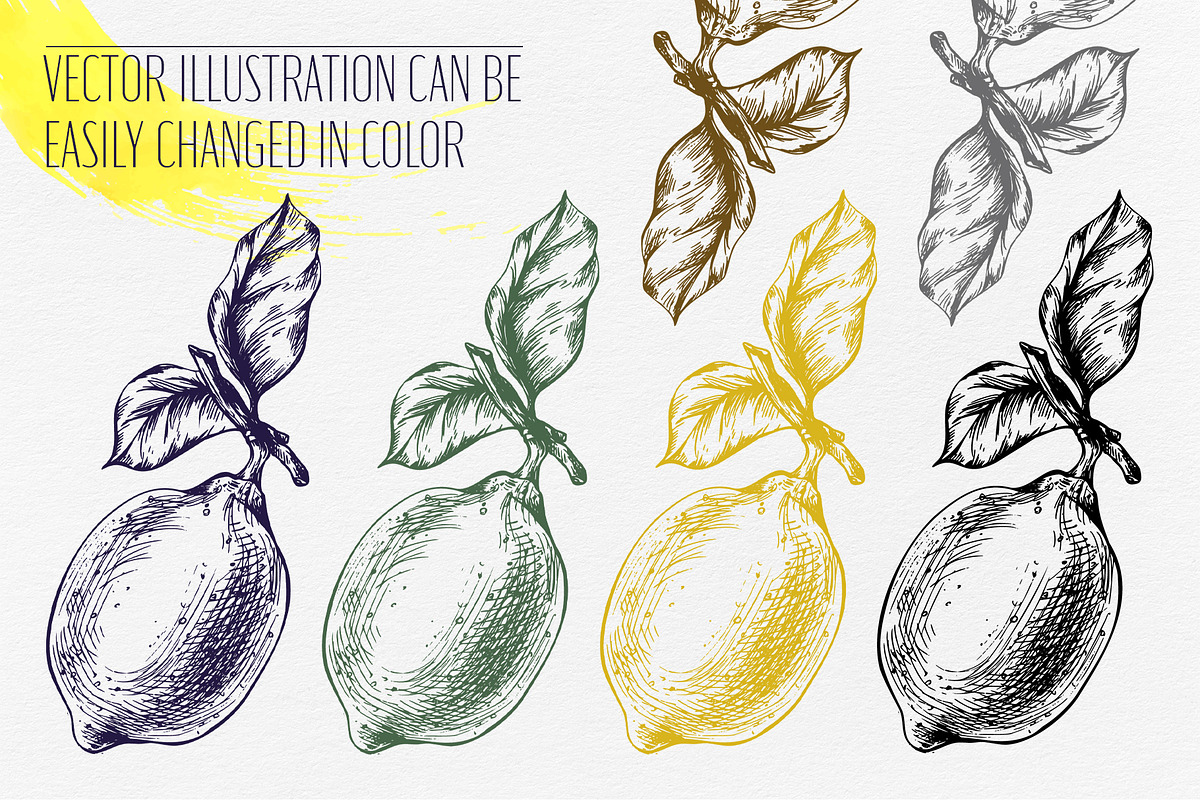 Vintage Lemon Engraving Collection, a Food Illustration by NATASHA CHU (Photo 4 of 14)