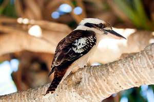 Kookaburra, an Animal Photo by THP Creative