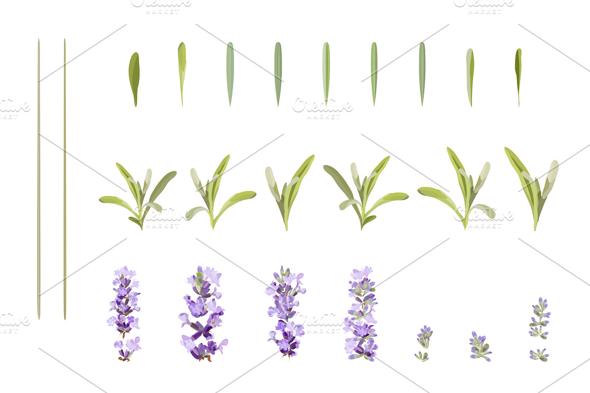 Vector object brushes. Lavender preview 4