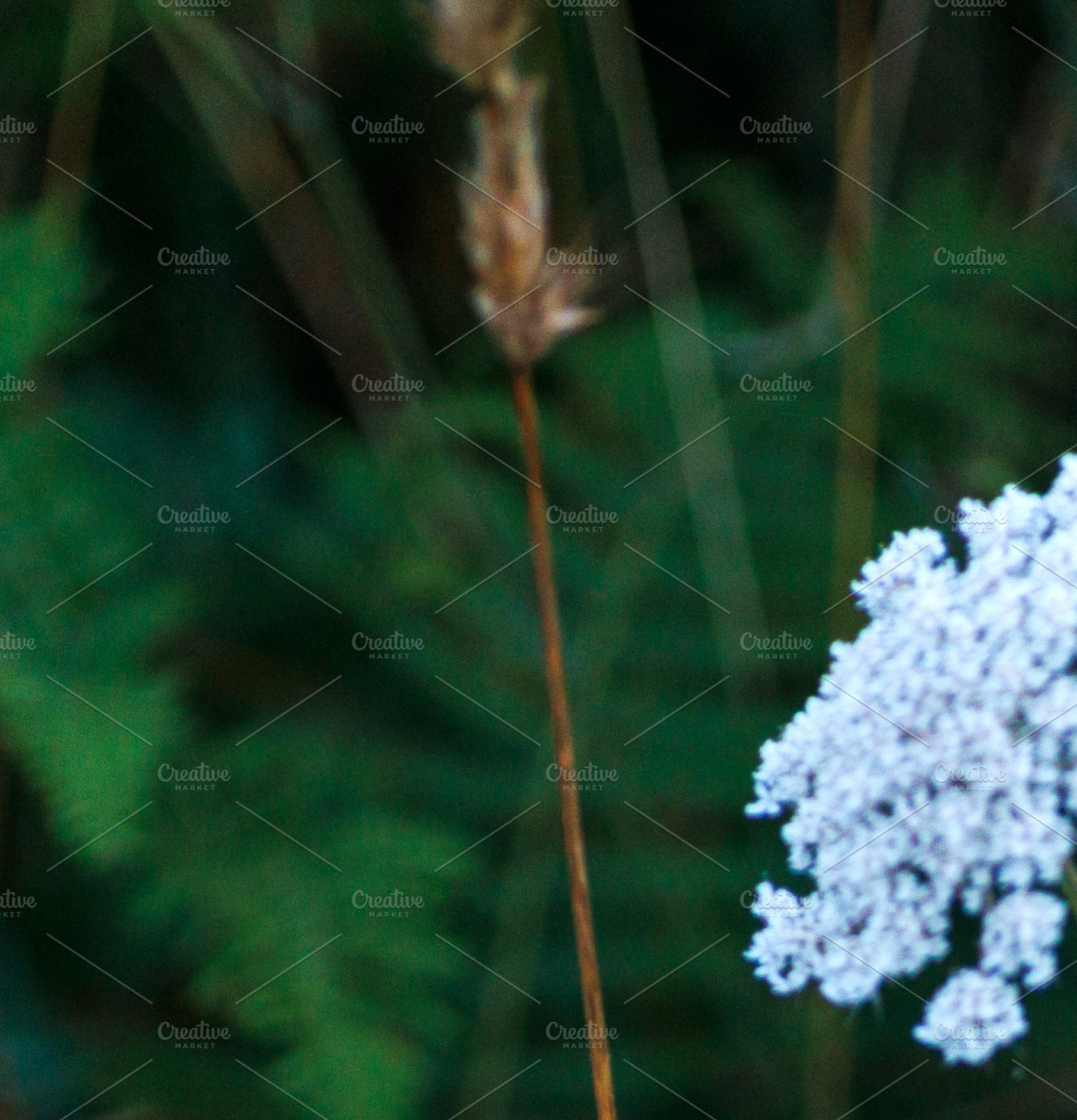 Wildflowers and Golden Ferns on the Camino de Santiago, Spain, a Nature Photo by Bepslabor