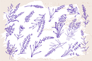 Lavender sketch illustration, a Decorative Illustration by Samira (Thumbnail 7 of 10)