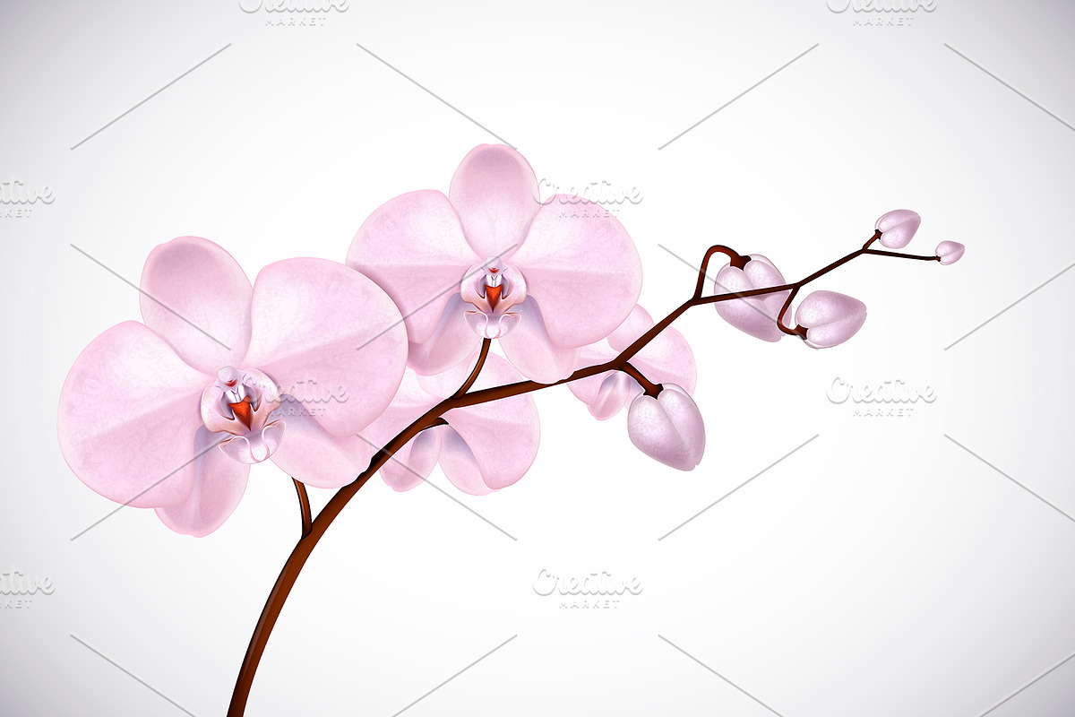Moon orchid set., an Illustration by George Rod (Photo 3 of 4)