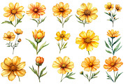 Coreopsis Flower Watercolor Clipart, an Illustration by Watercolor design (Thumbnail 2 of 10)