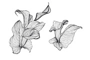Calla seamless pattern + bonus, a Pattern Graphic by Crazy nook (Thumbnail 2 of 2)