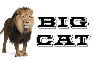 Big Cat