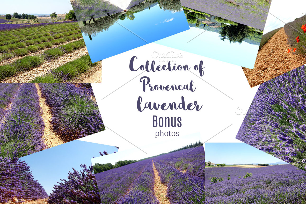 Lavender in Provence, an Illustration by TashaDraw (Photo 8 of 8)