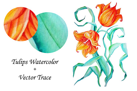 Tulips Watercolor Vector
