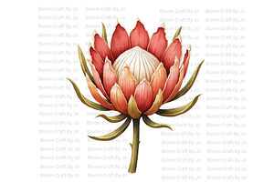 Dried Protea Bloom