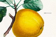 168 Vintage Botanical Illustrations, a Decorative Illustration by Olga Begak Art & Design (Thumbnail 8 of 9)