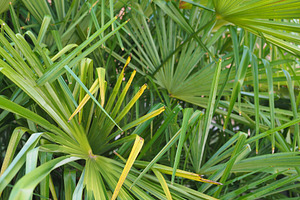 palm tree in sunny garden, a Photo by WorldOfPhotos