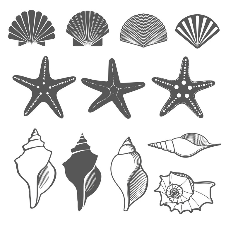 Sea shells and starfish vector set, an Icon by Microvector