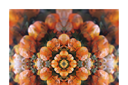 Muit Co · Retro Fruit Mandalas, a Food Illustration by milatovar (Thumbnail 7 of 22)
