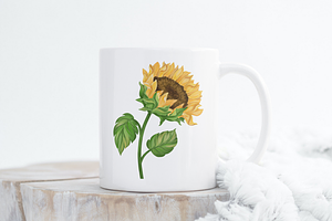 Sunflower Watercolor Clipart