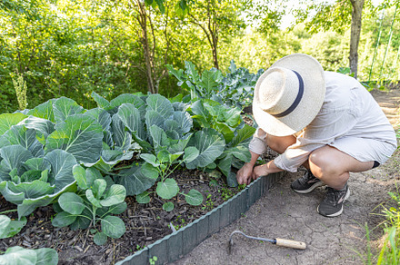 Woman tending her vegetable garden